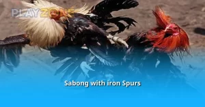 Sabong with iron Spurs