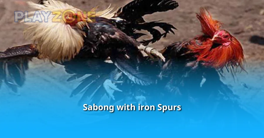 Sabong with iron Spurs